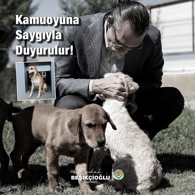 Etimesgut’ta Köpek Isırma Olayı: Hayvan ve İnsan Sağlığına İlişkin Önemli Adımlar Atılıyor