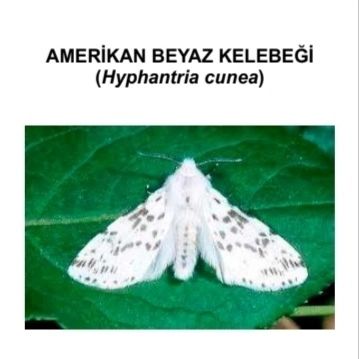 Beykoz'da Amerikan Beyaz Kelebeği Zararlısına Karşı Mücadele Başlatıldı