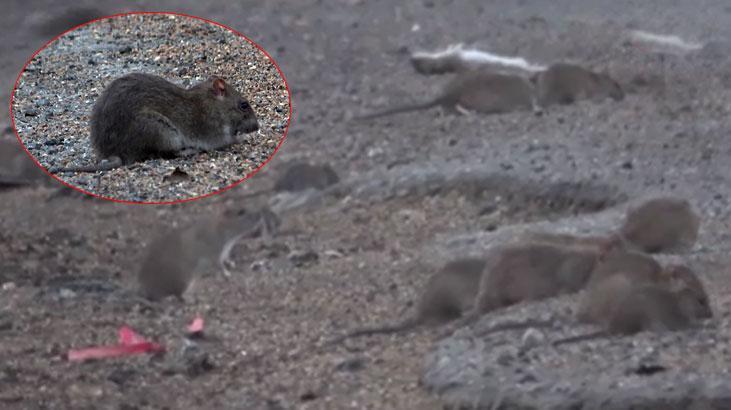 Hatay'da Karayolunu İstila Eden Dev Fareler Şaşkınlık Yarattı