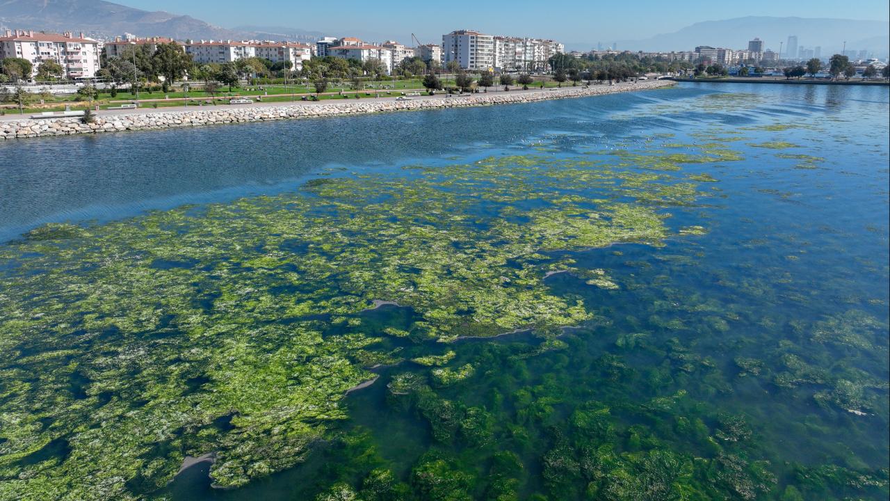 İzmir Körfezi'nde Yosun Kirliliği İle Yeni Çevre Sorunları