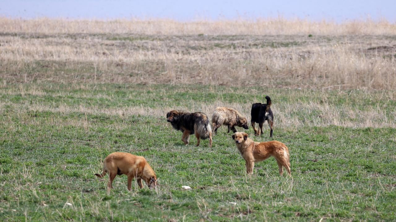 Kütahya'da Başıboş Köpek Saldırısı: Bir Kadın Ağır Yaralandı