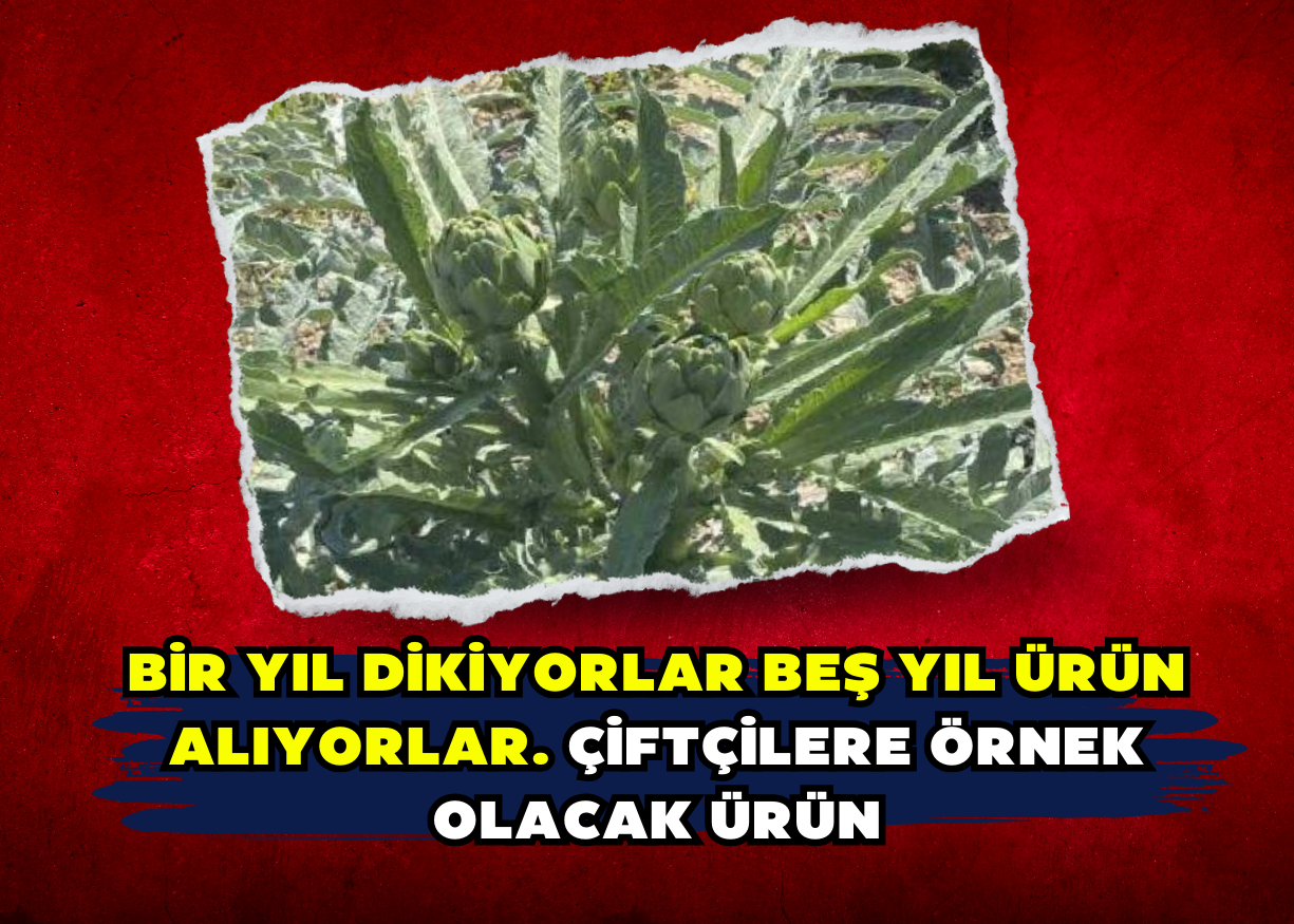 Bir yıl dikiyorlar beş yıl ürün alıyorlar. Çiftçilere örnek olacak ürün